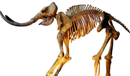 Quaternary Period Colin And Andrew Animal Life Wix.com - 500x295 - jpeg Quaternary Animals