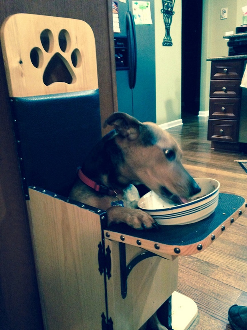 Bailey Chairs for dogs, canine megaesophagus, megaesop OUR CHAIRS