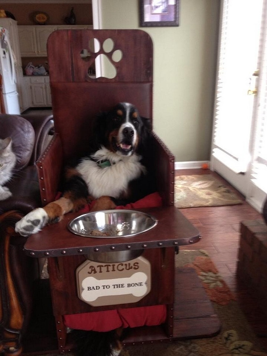 Bailey Chairs for dogs, canine megaesophagus, megaesop OUR CHAIRS