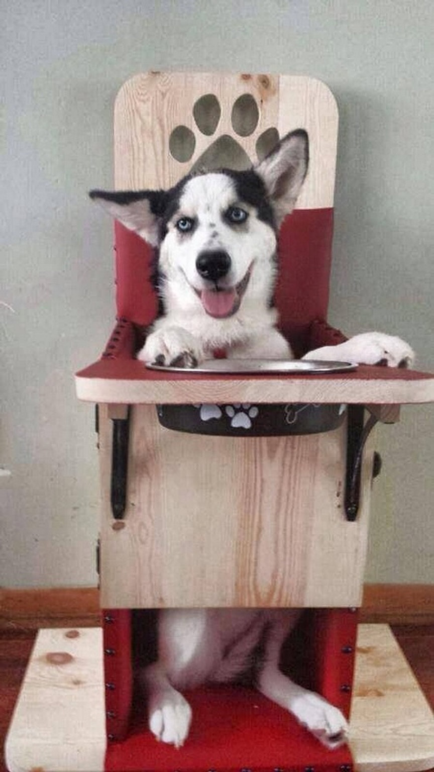 Bailey Chairs for dogs, canine megaesophagus, megaesop OUR CHAIRS