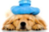 sick dog.jpeg