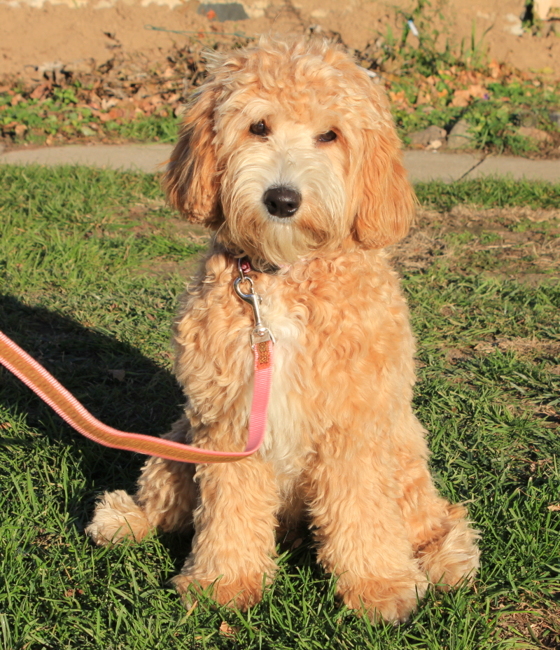 free puppies northern michigan windemere goldendoodle breeder in michigan breeds picture free puppies northern michigan windemere goldendoodle breeder in michigan breeds picture