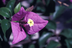 Fleur (Osée).jpg