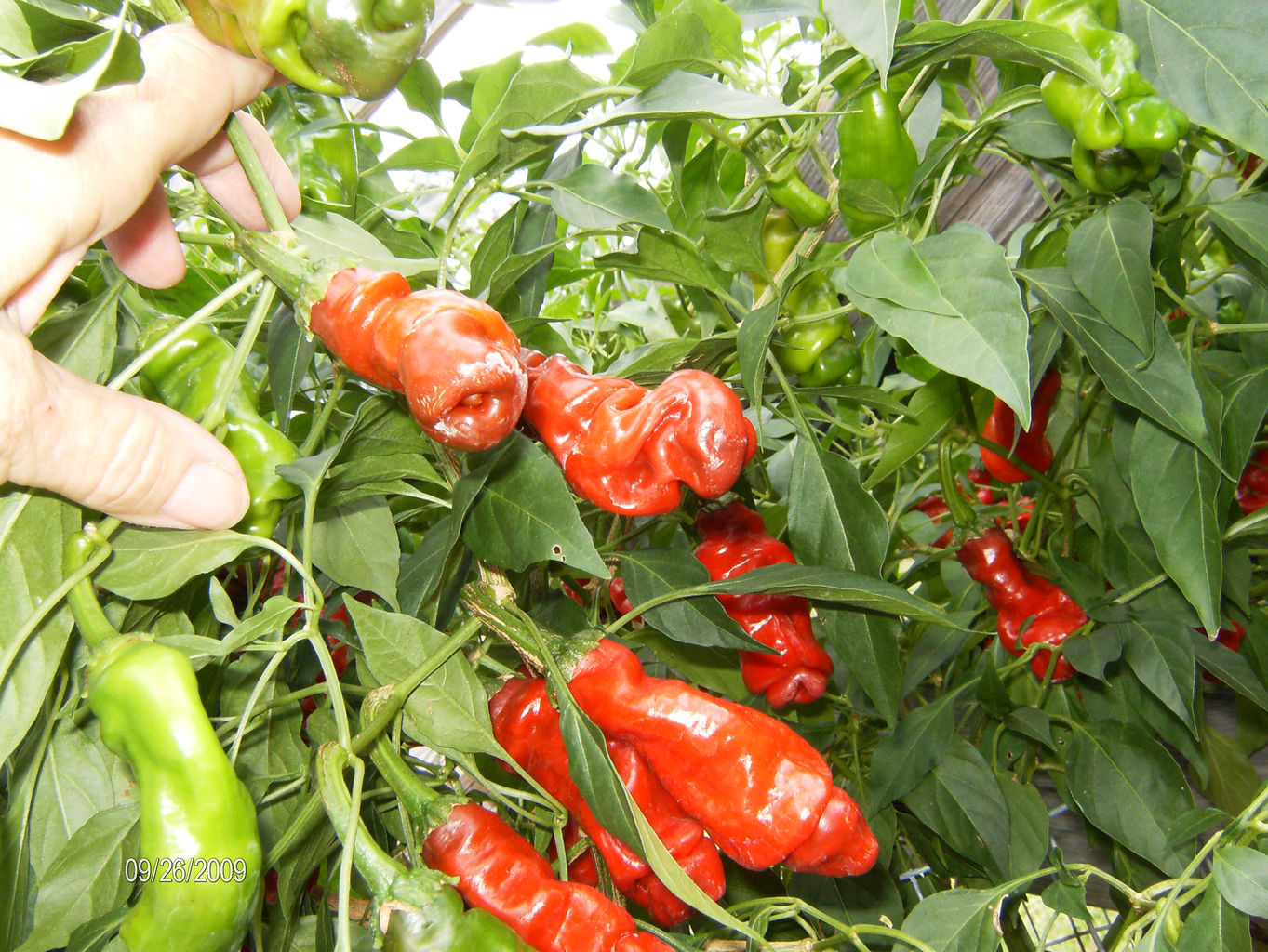Peter Pepper Seeds and Peter Pepper Seasoning Products