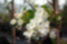 Malus baccata jacquii - Copy.JPG
