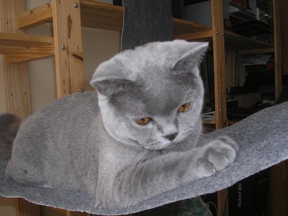 Gato british shorthair venta colombia