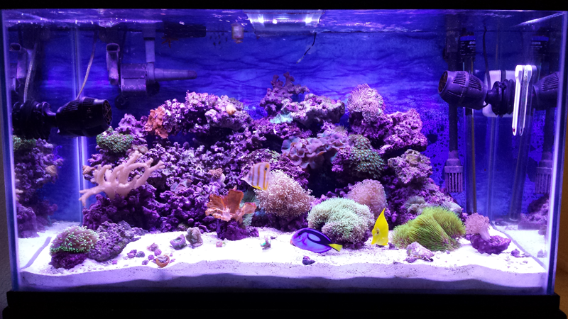 Nevada Aquatics Las Vegas Aquarium Maintenance