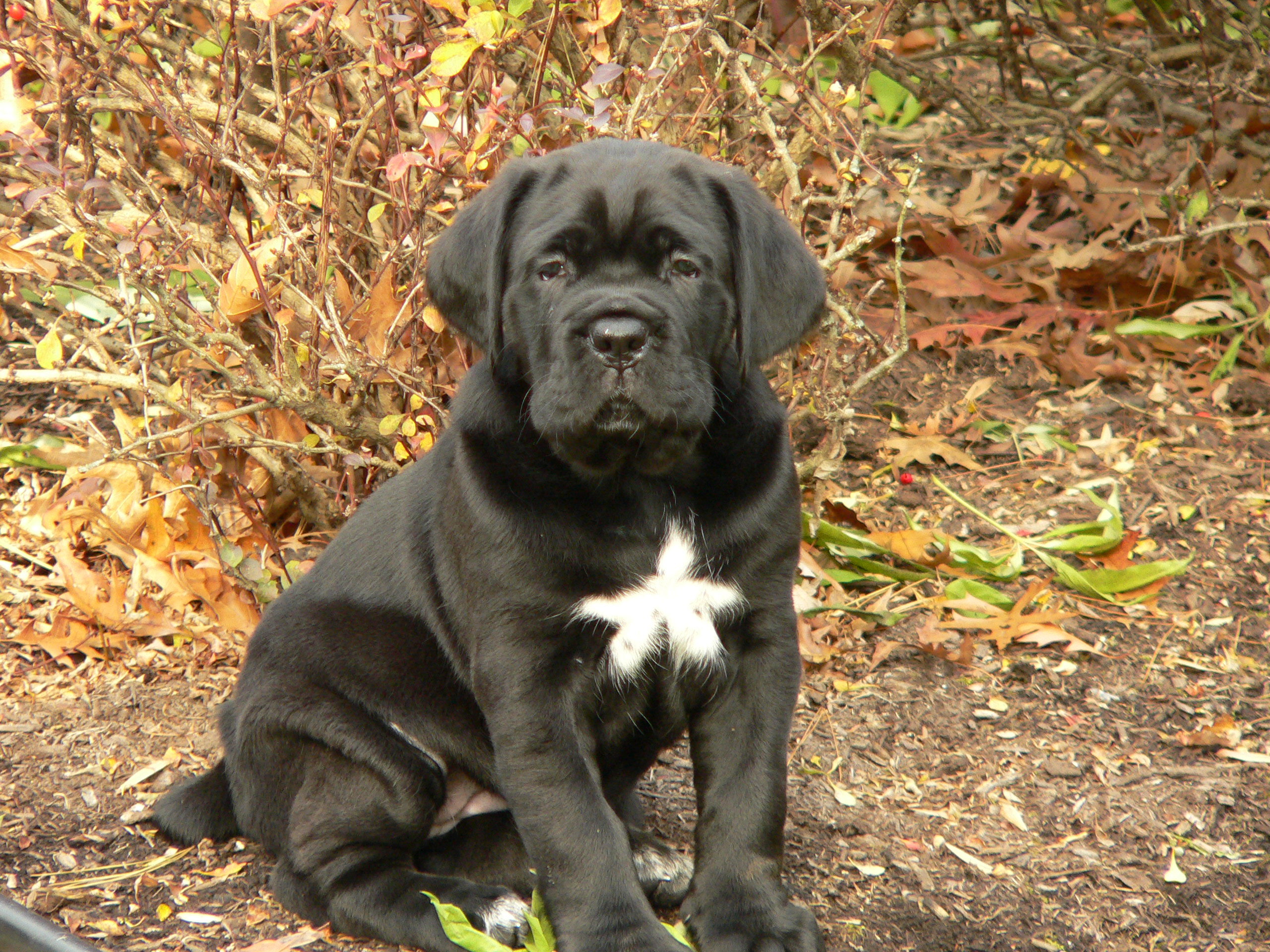 puppies at 6 weeks what to expect puppies at 6 weeks breeds picture puppies at 6 weeks what to expect puppies at 6 weeks breeds picture