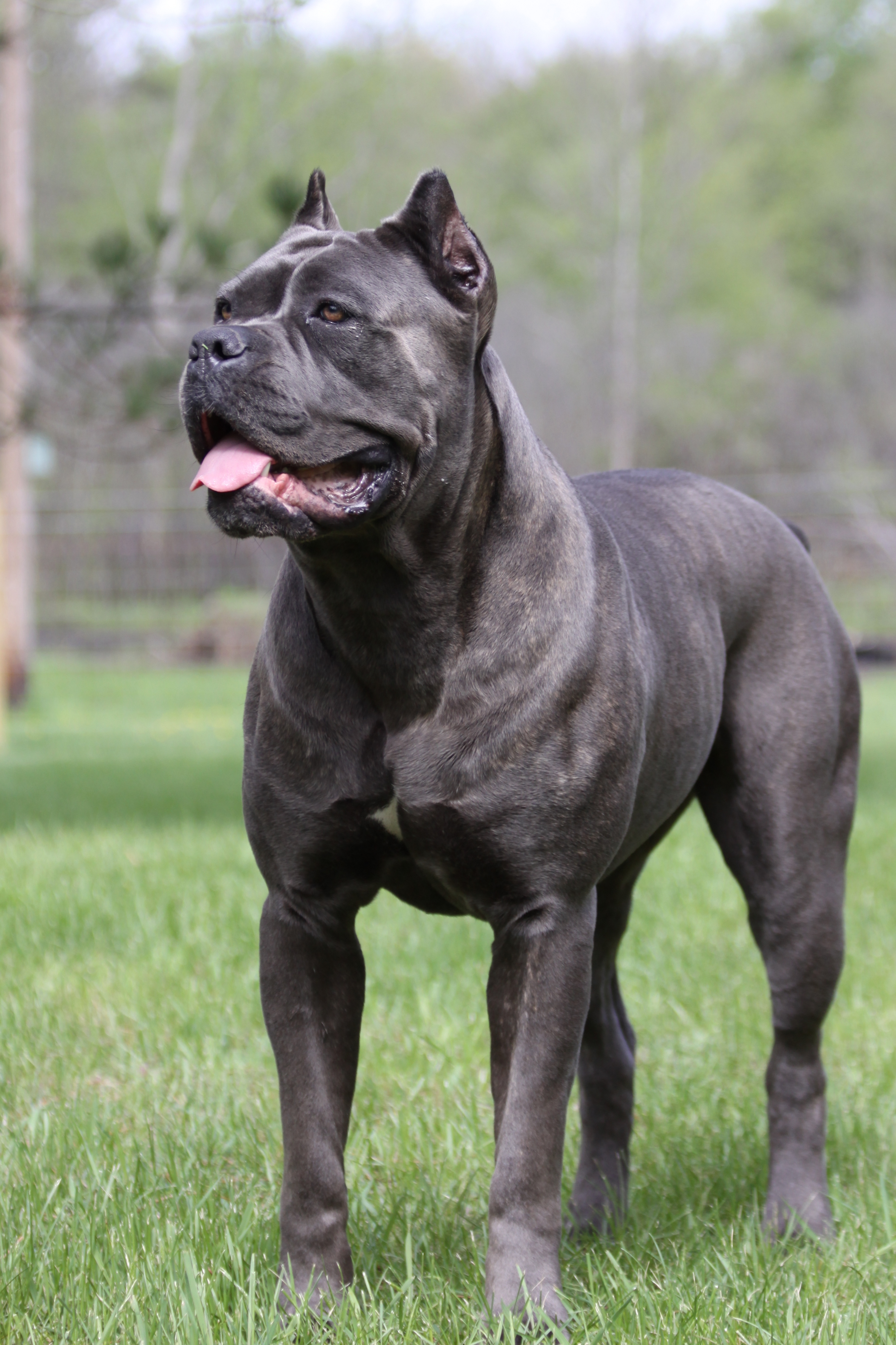 black corso puppies black pearl corso corso breeders corso puppies stunning at 20 black corso puppies black pearl corso corso breeders corso puppies stunning at 20