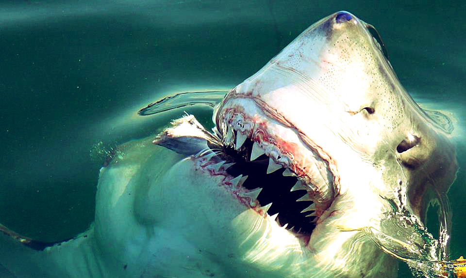 rencontre avec un requin geant