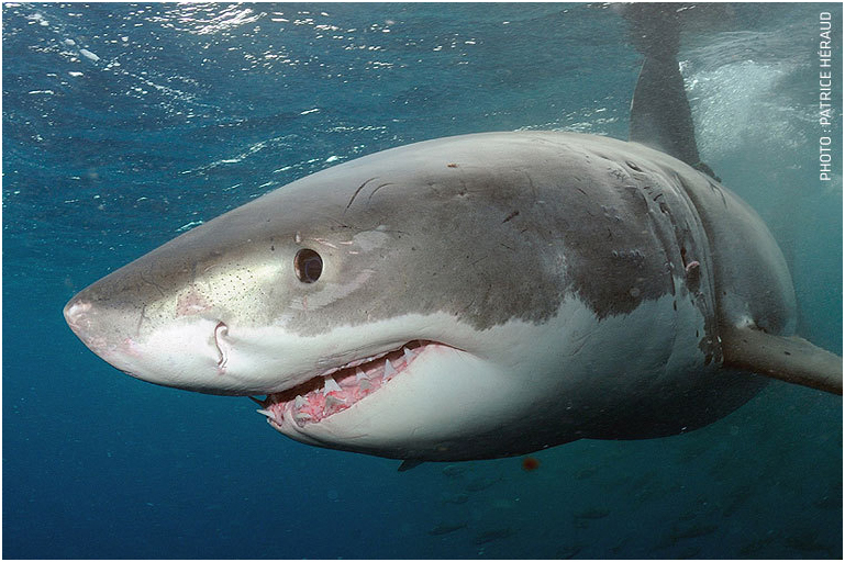 rencontre avec un grand requin blanc