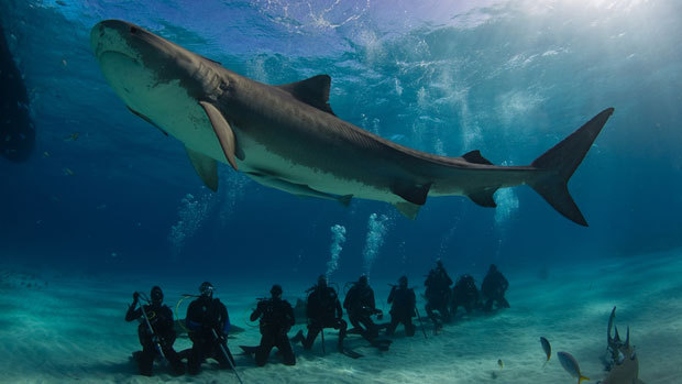 que faire si on rencontre un requin