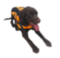 Pawsitive Partnerships