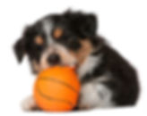 St Simons Dog Trainer