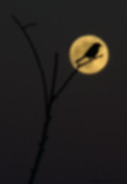 Bird Supermoon(i).jpg