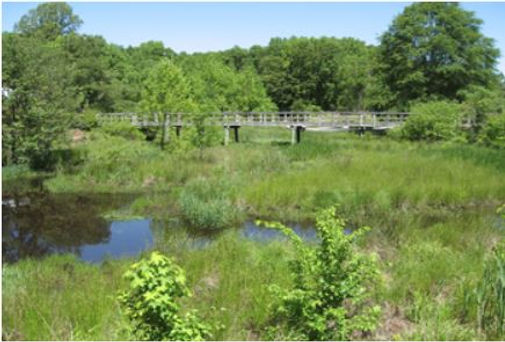 Adkins Arboretum.JPG