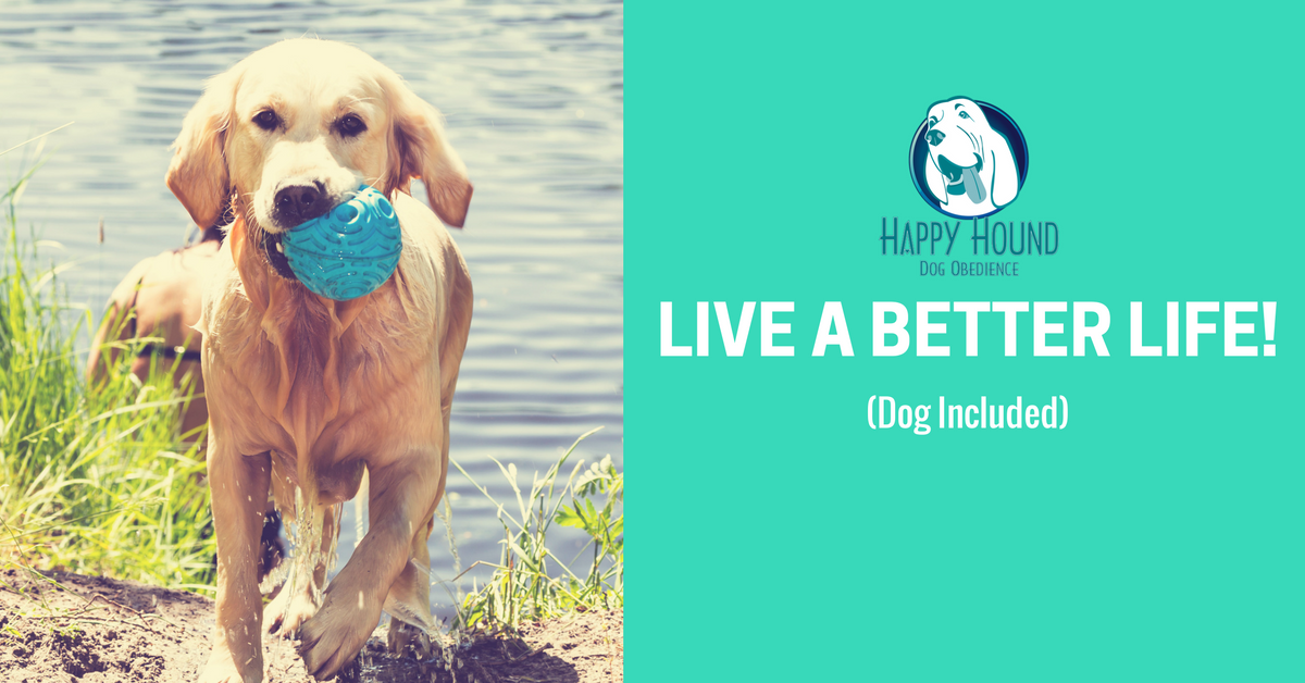 Dog Training Pensacola Dog Training Pensacola