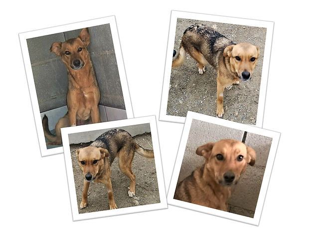 Young Female Mix