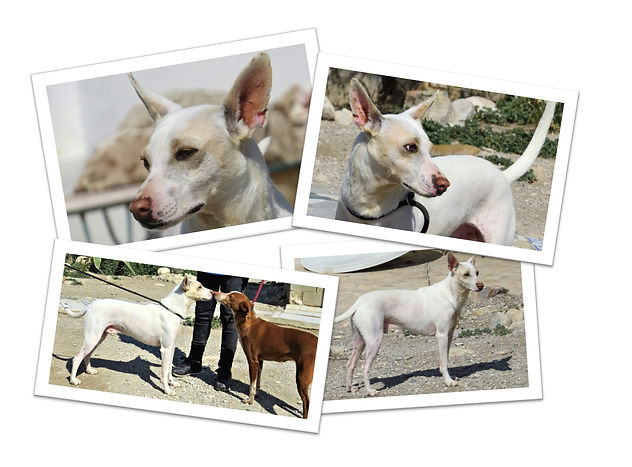 Young Male Podenco