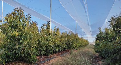 Control Agronomico