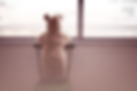 Teddy Bear Window