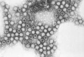 calicivirus.jpeg