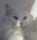 DSC_1206.JPG