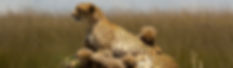 Cheeta, Masai Mara, Keya
