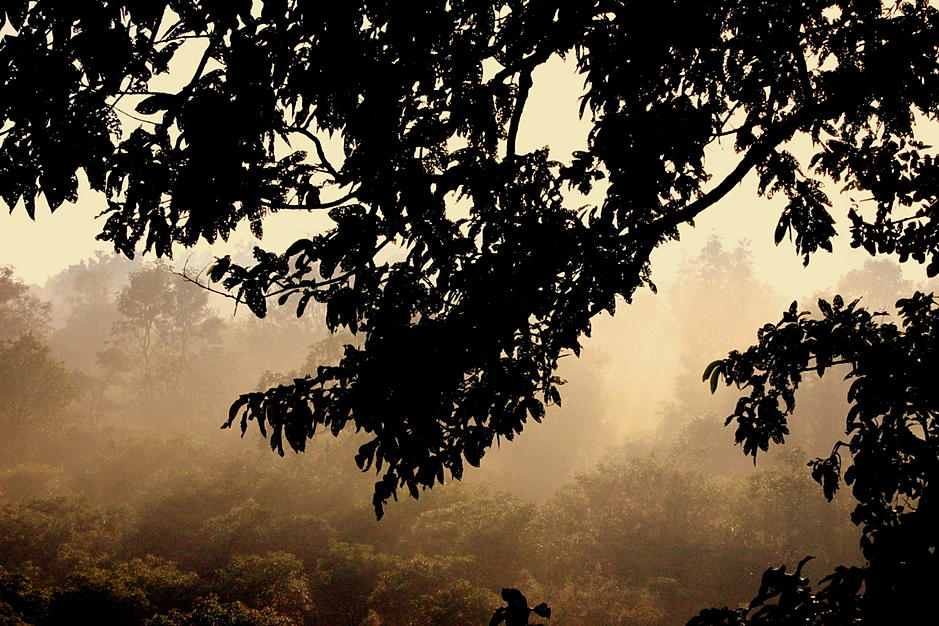 Photo of Jim Corbett National Park– Death of a Barking Deer 5/8 by Anuraag