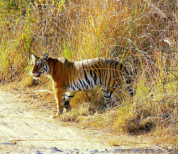 Photo of Jim Corbett National Park– Death of a Barking Deer 8/8 by Anuraag