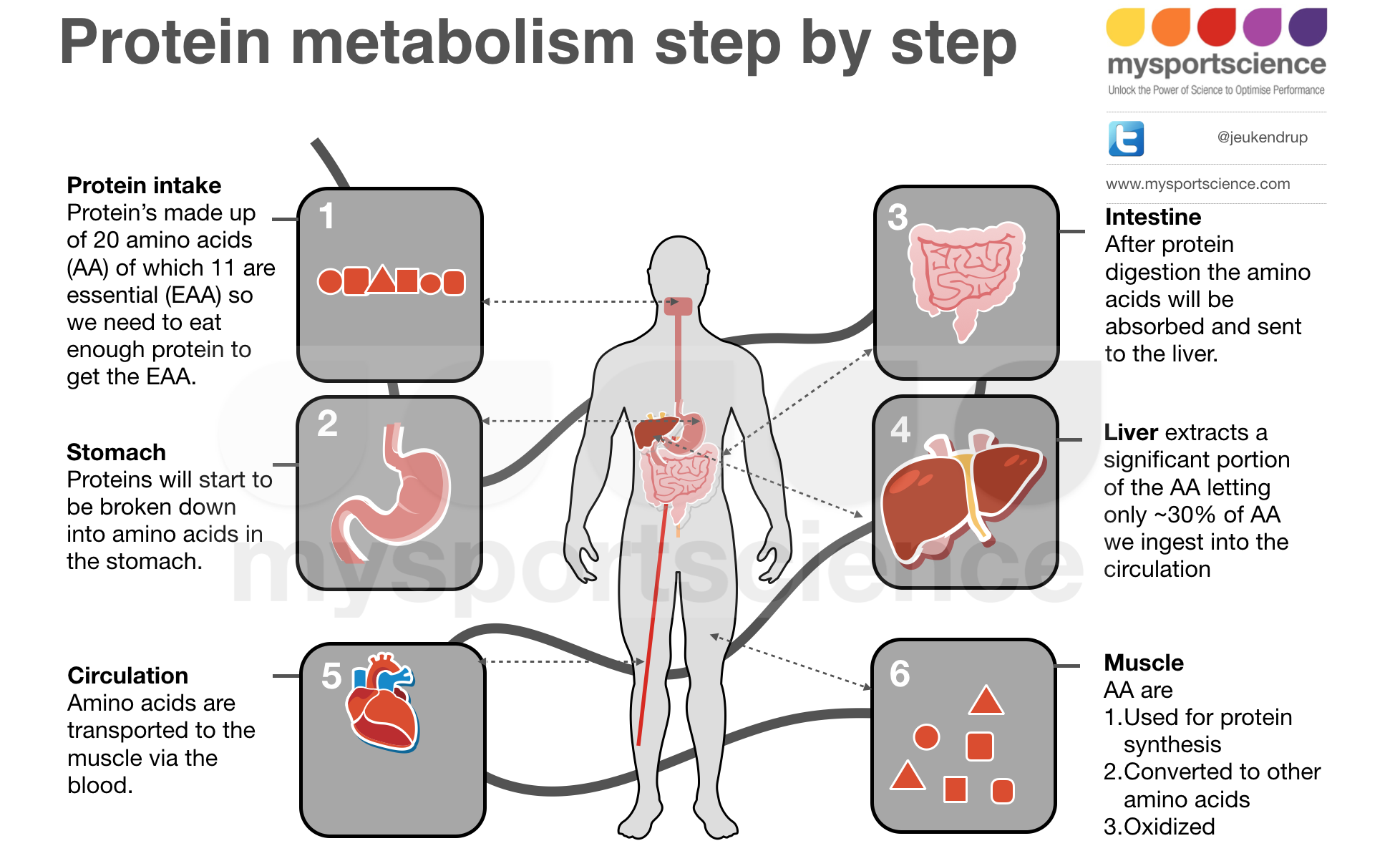 Excess Calories To Build Muscle Excess Calories To Build Muscle