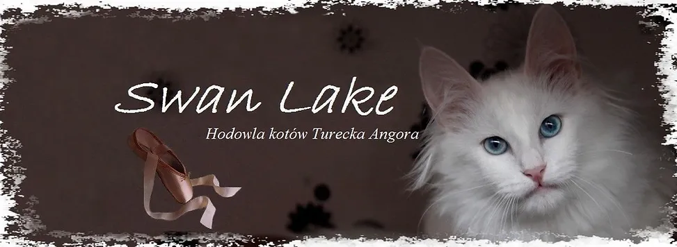 Hodowla Kotów Turecka Angora