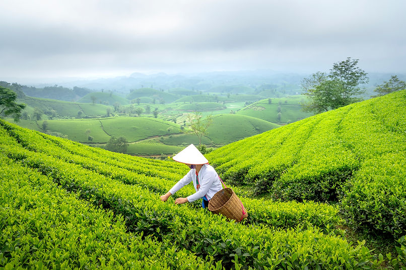 pexels-quang-nguyen-vinh-6871935.jpg
