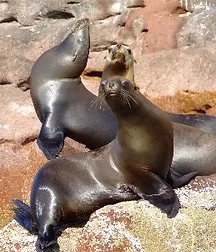 Resultado de imagen para ANIMALES DE LA COSTA