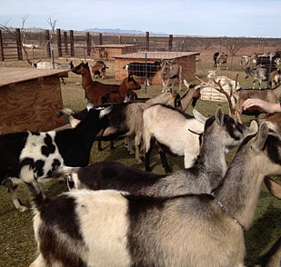 Goats