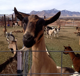 Goat Farm