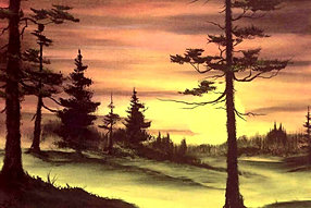 Evergreens at sunset