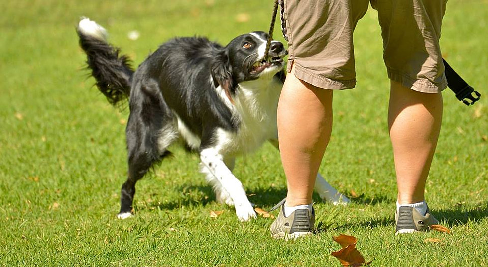 Wags &amp; Wiggles Home