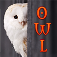 Barn Owl 