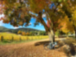 Autumn Cycling Tours.jpg