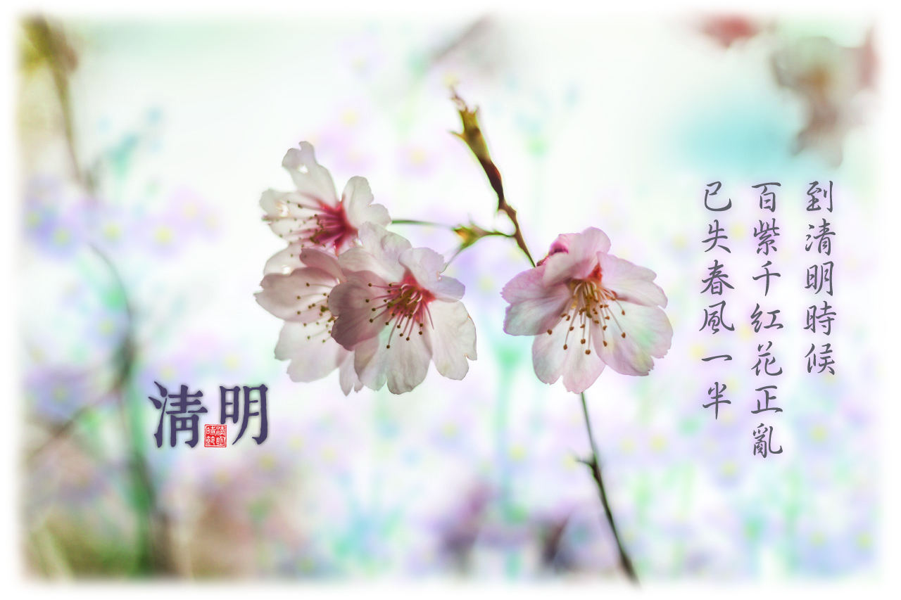 【楓樹影】清明