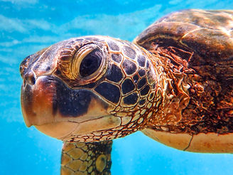 2019-06-07_underwater_FairmontOrcjo_P607