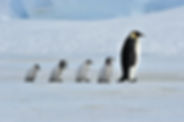 Penguins at Snow Hill Antartica.jpg
