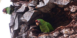 wild conures.jpg