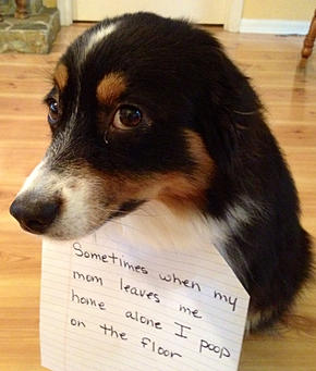 dog shaming internet craze