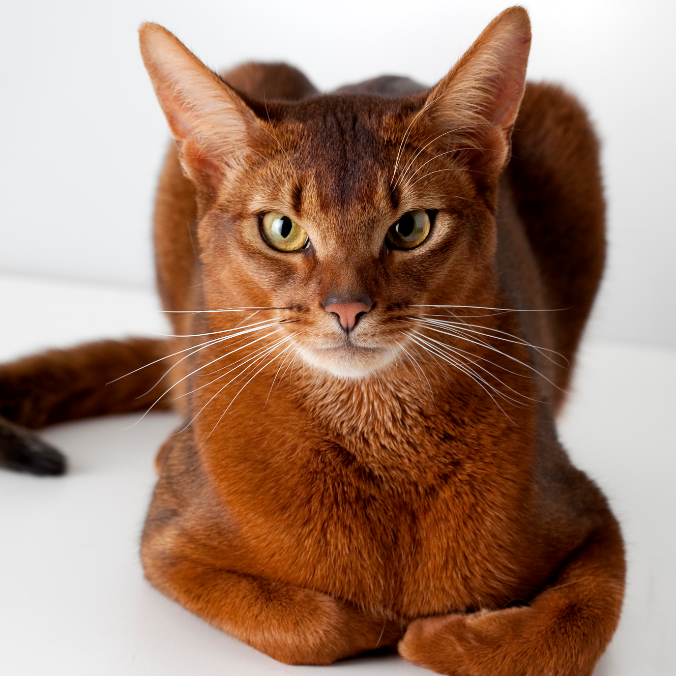 Pellburn Abyssinian Cat Kitten Breeder Fredericton, New Brunswick