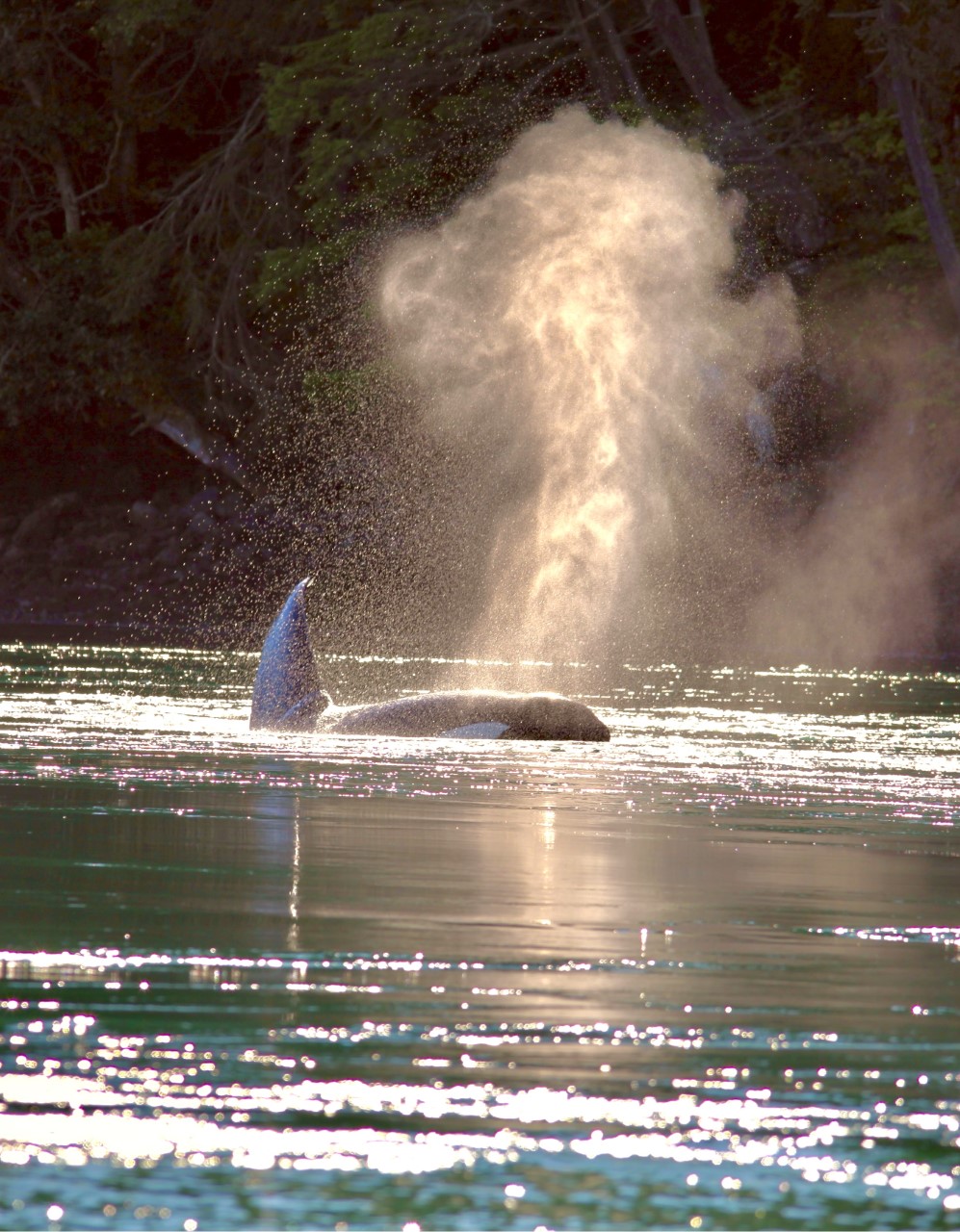 Outer Island Expeditions