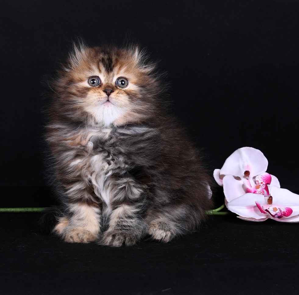 Кошка шотландская длинношерстная