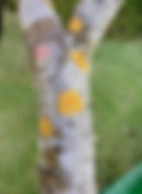 IMG_0479.jpeg