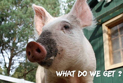 Holly's hope, Ontario Walk for Farm Animals